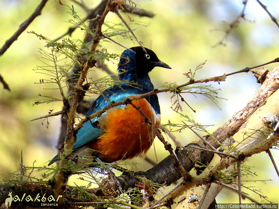 птичка Hildebrandt’s Starling Танзания