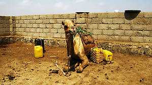 На водопое в Зула