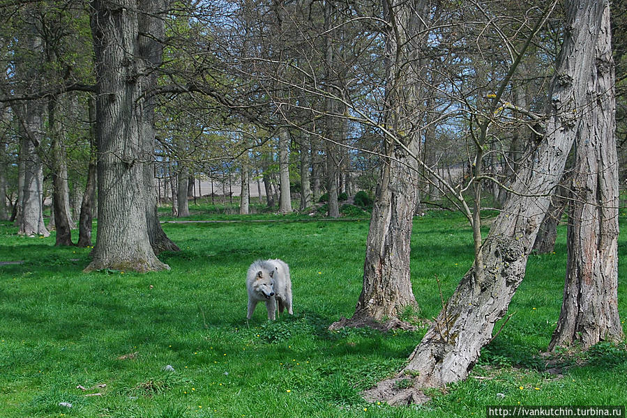 Полярный волк с интересом наблюдает за людьми Марибо, Дания