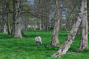 Полярный волк с интересом наблюдает за людьми