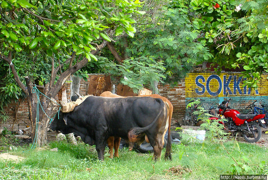 Коров можно встретить во дворе городского дома Чьяпа-де-Корсо, Мексика