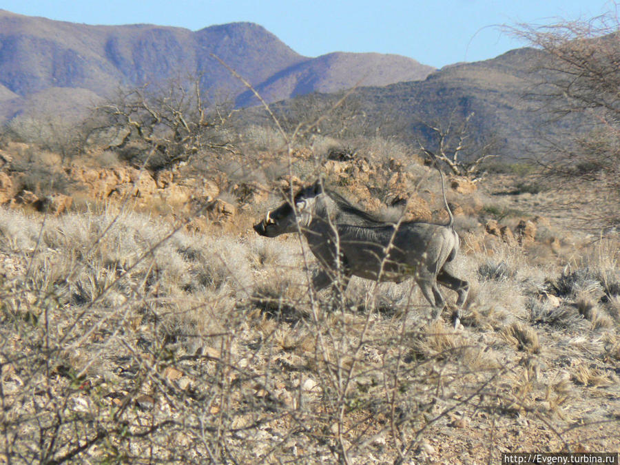 Намибия. Октябрь 2013 Намибия