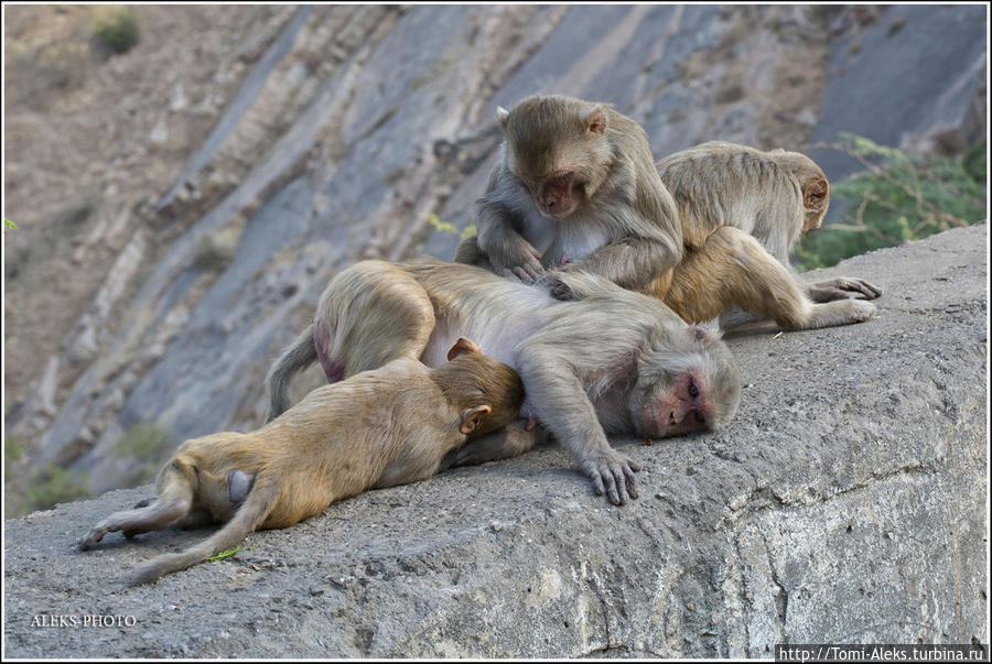 Обитатели обезьяньего дворца (Индийские Приключения ч41) Джайпур, Индия