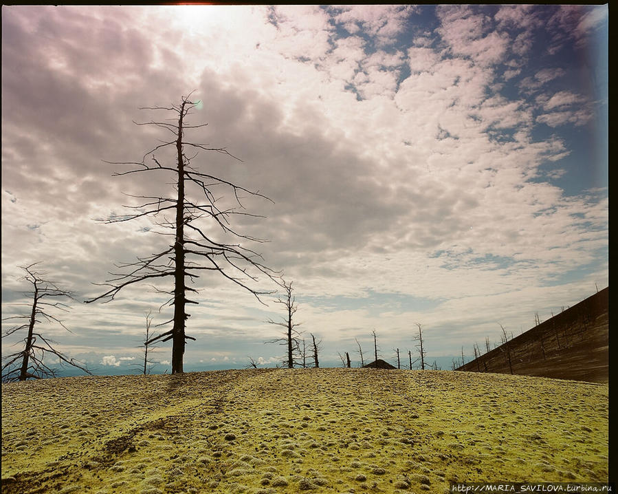 Мертвый лес — во время извержения в 1975-1976 годах была засыпана пеплом и шлаком огромная территория, на которой находилась растительность Камчатский край, Россия