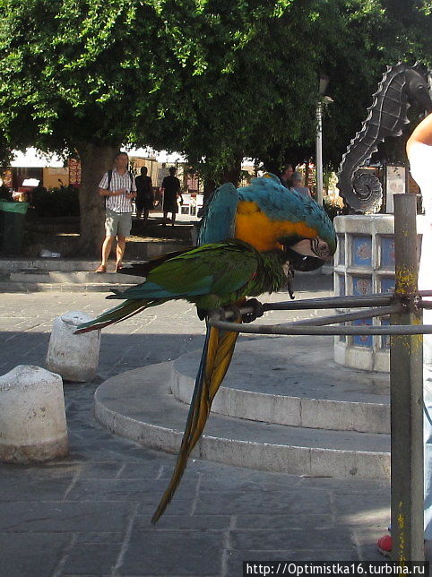 Попугаи, попугаи... Родос, остров Родос, Греция