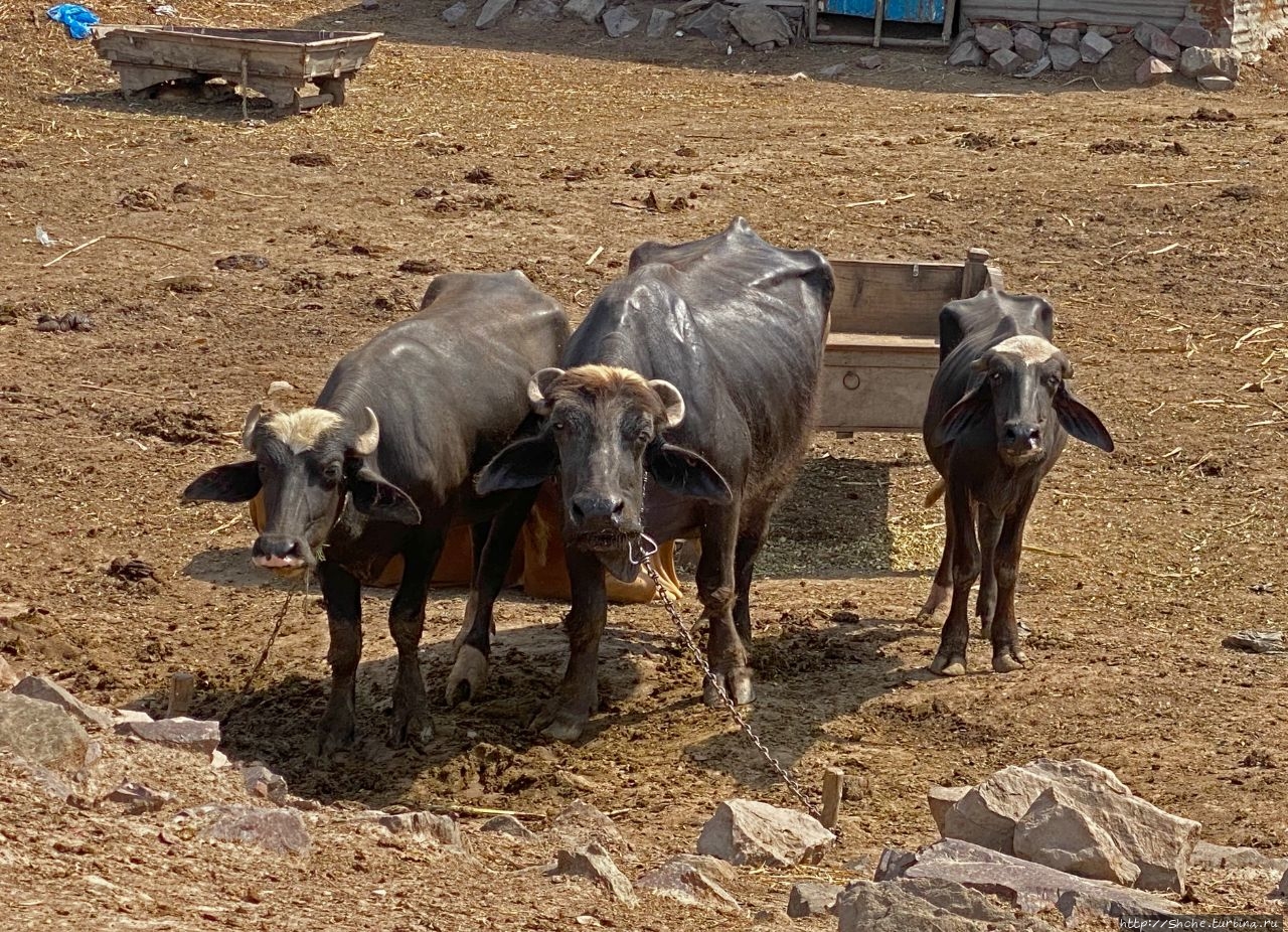 Стадный инстинкт, или картинки жизни животноводов Пенджаба Шадара, Пакистан
