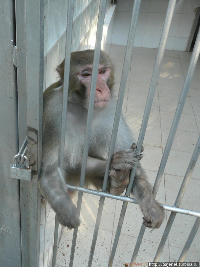 Фото из обезьянника