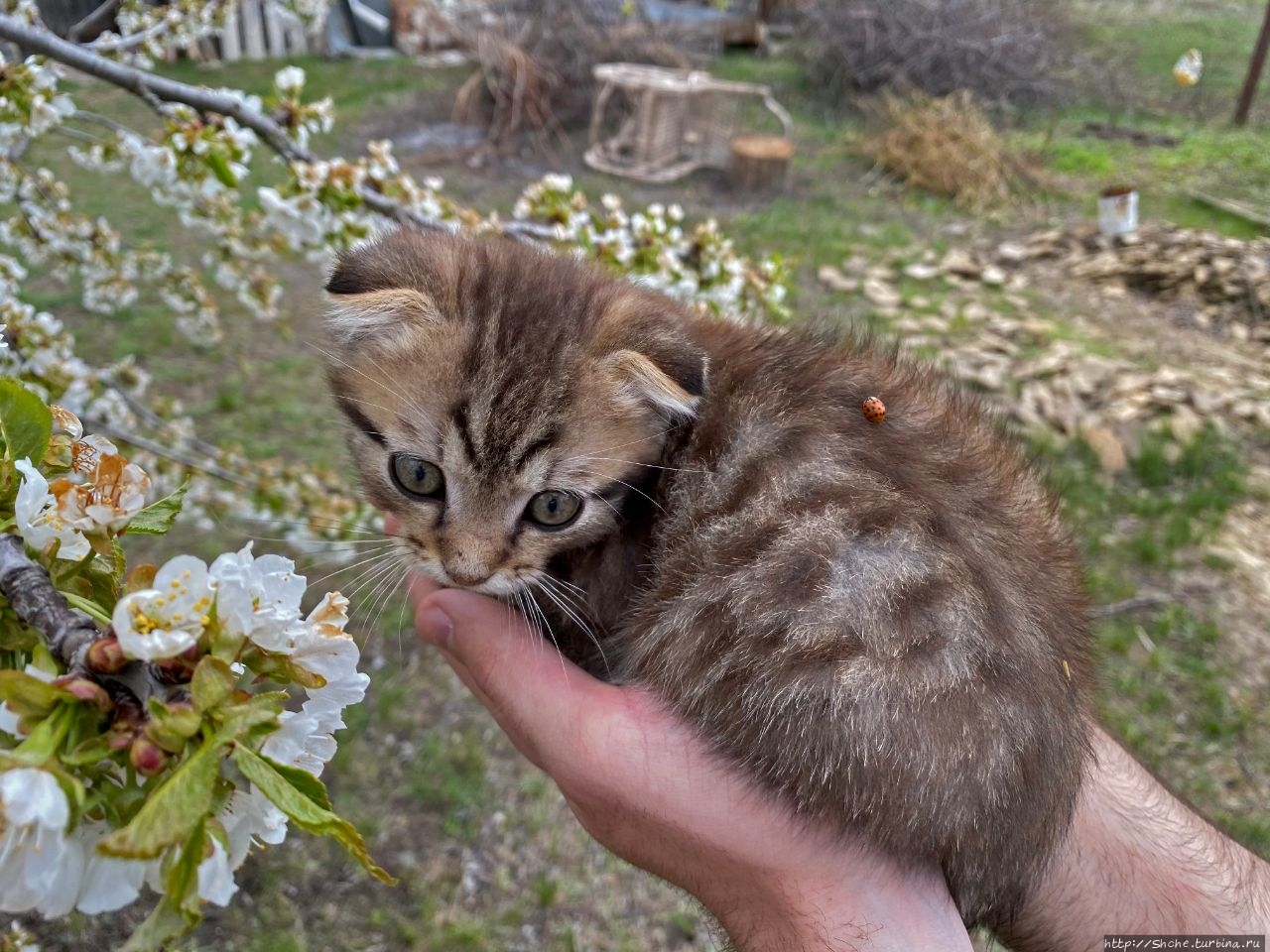 8 августа — Всемирный день кошек (World Cat Day) Рогань, Украина