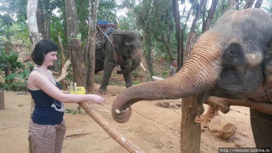 слон устал надо кормить Пхукет, Таиланд