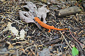 Маленькая оранжевая ящерка