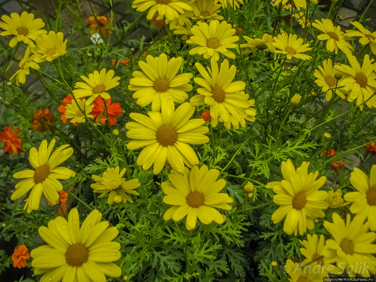 Лето. Рига Рига, Латвия