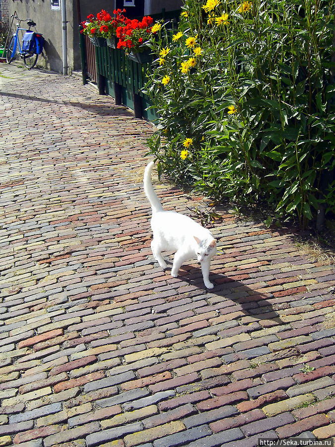 Местный кот Остров Маркен, Нидерланды
