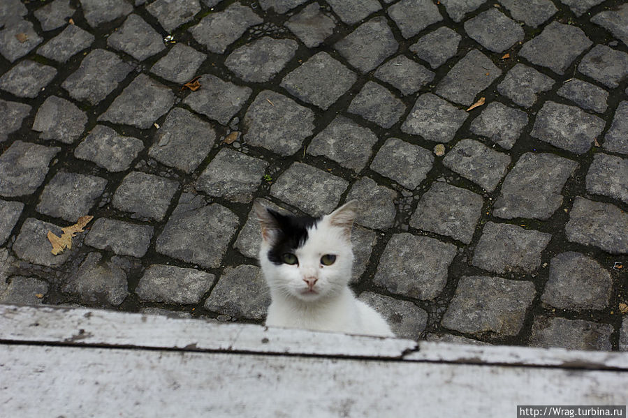 Котик этот кстати один из многих стамбульских, наблюдал за моим обедом и ждал когда я поделюсь, поделиться конечно пришлось. Стамбул, Турция