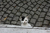 Котик этот кстати один из многих стамбульских, наблюдал за моим обедом и ждал когда я поделюсь, поделиться конечно пришлось.