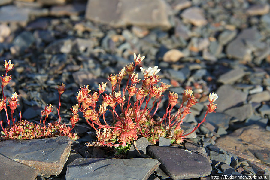 И на камнях растут цветы... Вардё, Норвегия