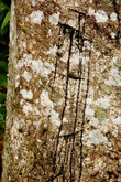 Гевейя или каучуковое дерево — это тоже очень популярная культура в ЮВА, позже на Суматре видела много-километровые плантации