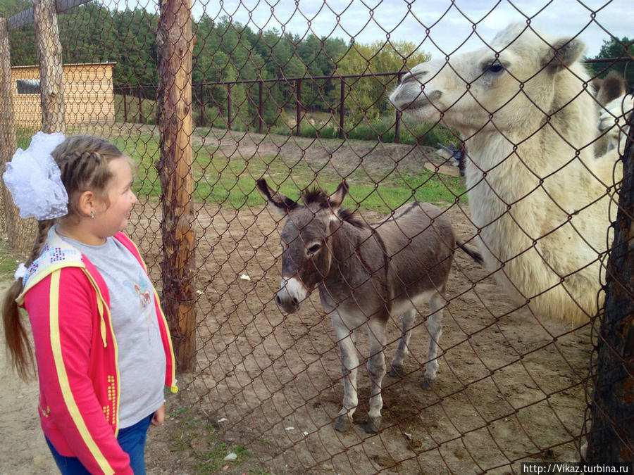 В закрытом вольере есть еще один ослик и пара верблюдов Барнаул, Россия