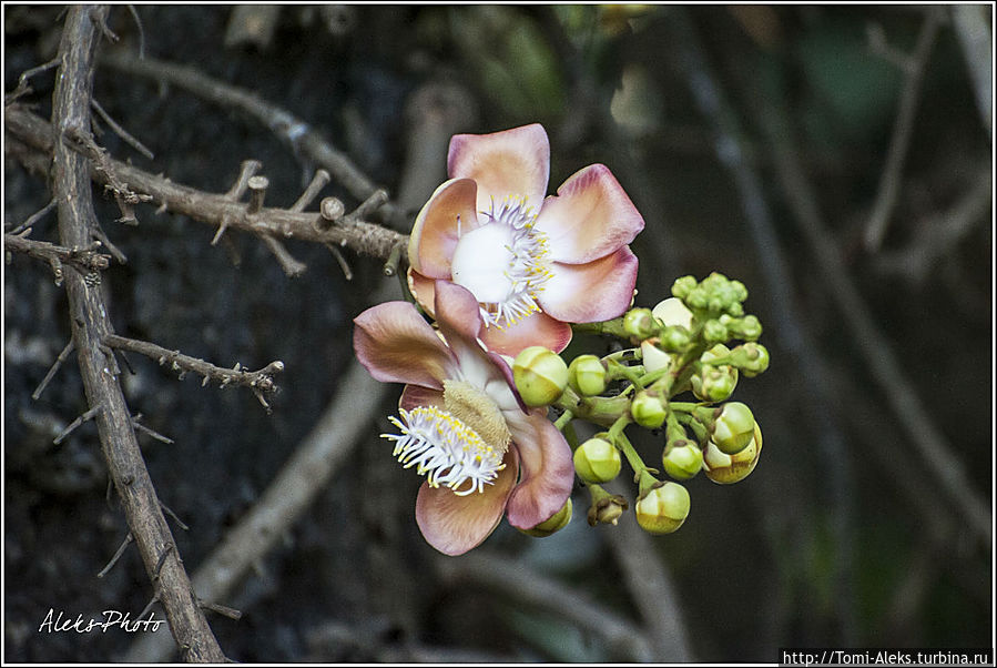 Диковинные цветы...
8