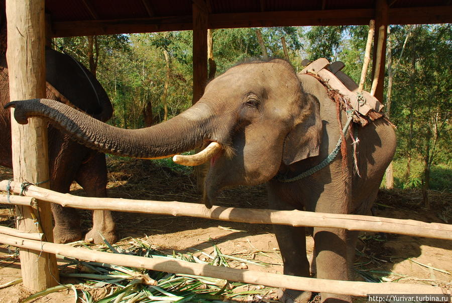 Лаосские активити – слоны и рафтинг Луанг-Прабанг, Лаос