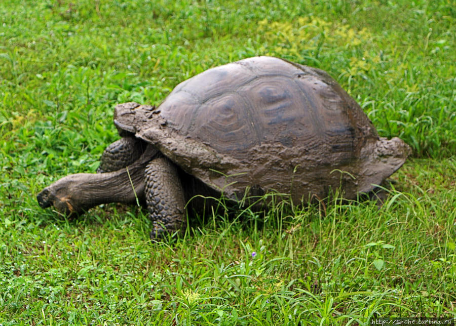 Топ-5 Галапагос: сухопутная черепаха Галапагосские острова, Эквадор