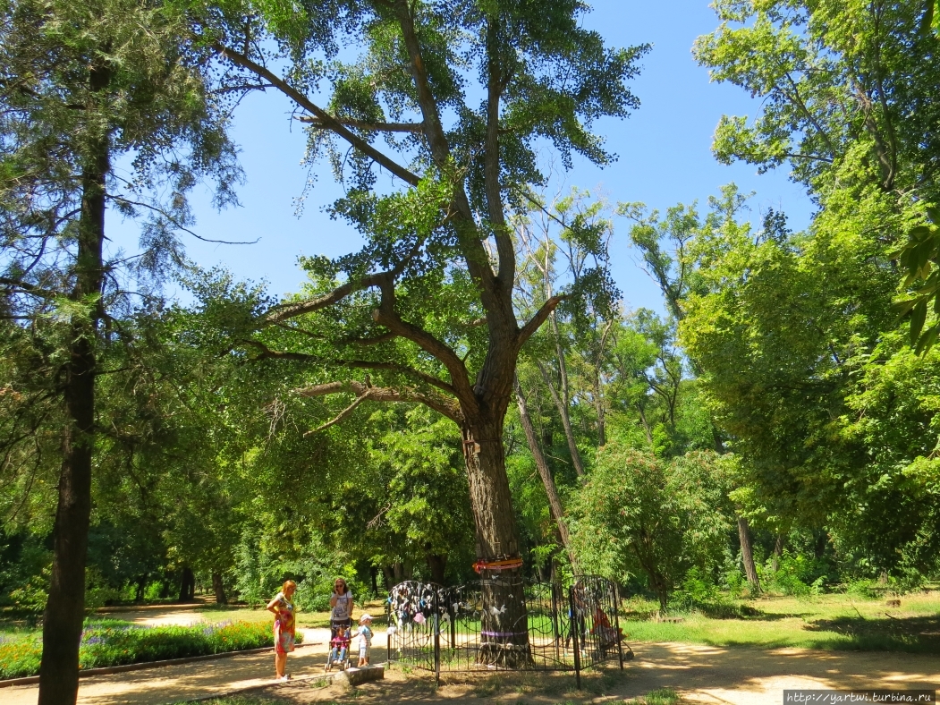 Более популярным и немного неожиданным является вид реликтового дерева гинкго в парке. Таганрог, Россия