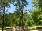 Более популярным и немного неожиданным является вид реликтового дерева гинкго в парке.