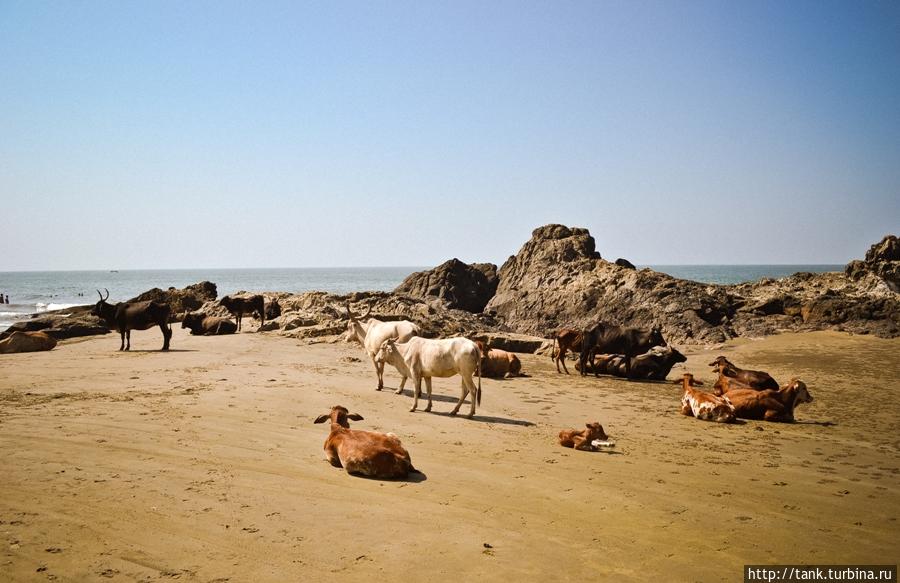 Пока бродили по Вагатору и удивлялись, загорающим на пляже, вместе с людьми, коровам, начался – сансет. Люди начали занимать места в шеках, рассаживаясь лицом к морю. Штат Гоа, Индия