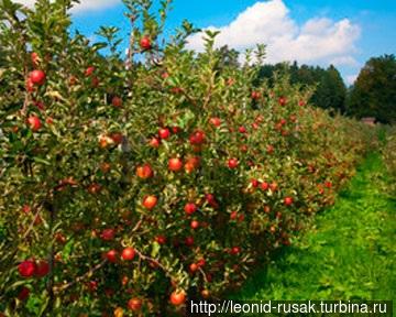 Современный способ выращи