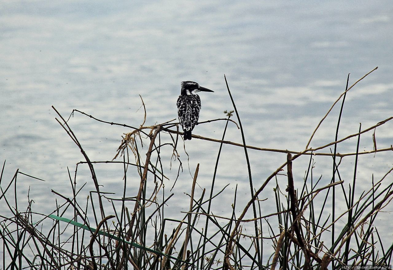 наш старый знакомый черно