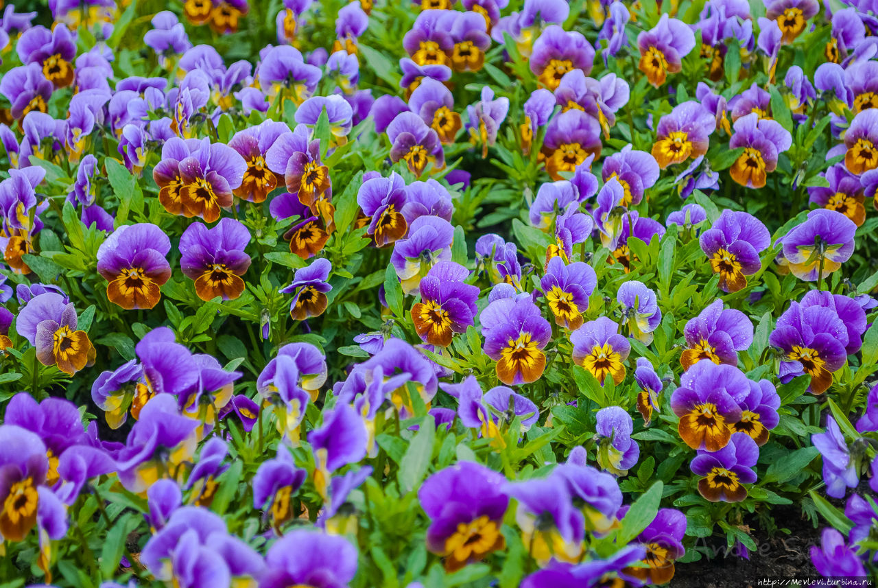 Цветочное чудо Юрмала, Латвия