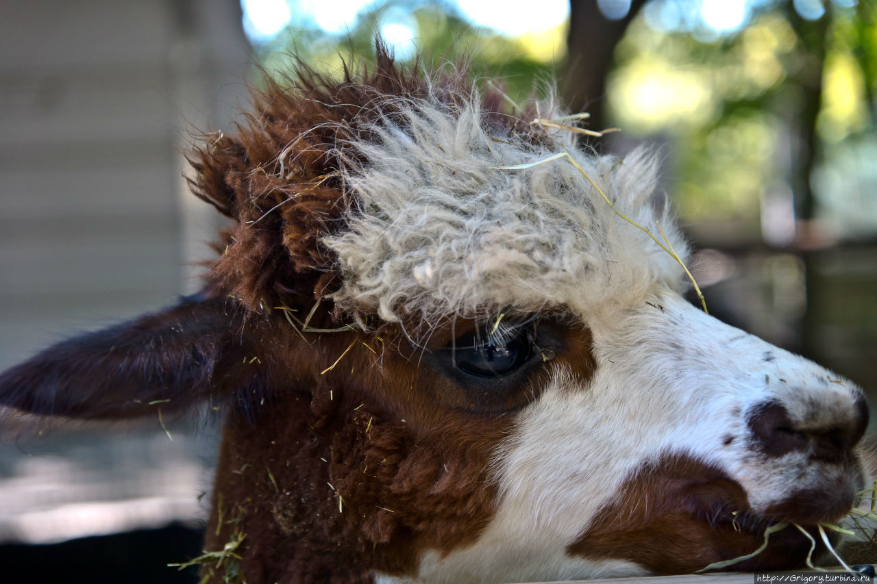 Зоопарк в SOUTHWICK, MA Саусвик, CША