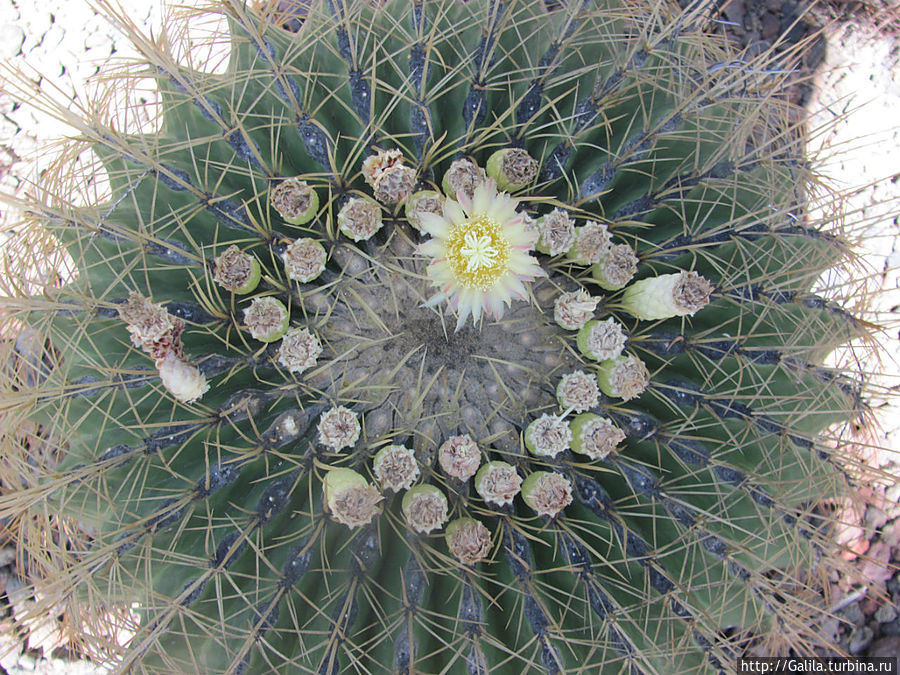В царстве кактусов Тель-Авив, Израиль