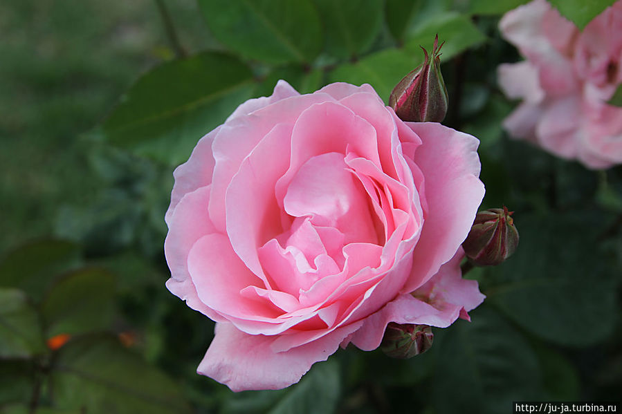 Вокруг церкви красивый садик и розарий