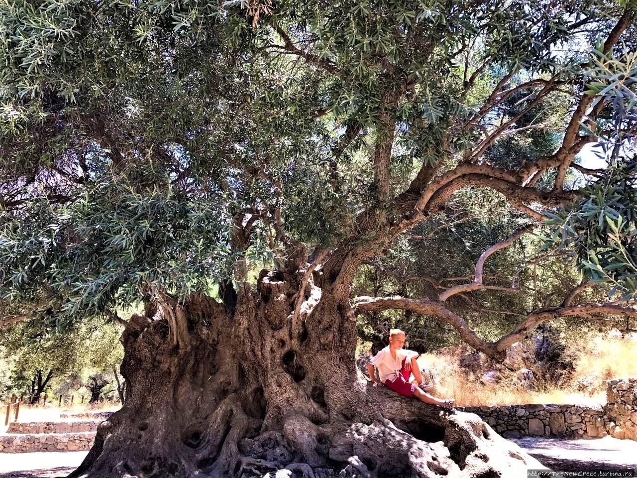 Очень старое оливковое дерево в деревне Кавуси Кавуси, Греция