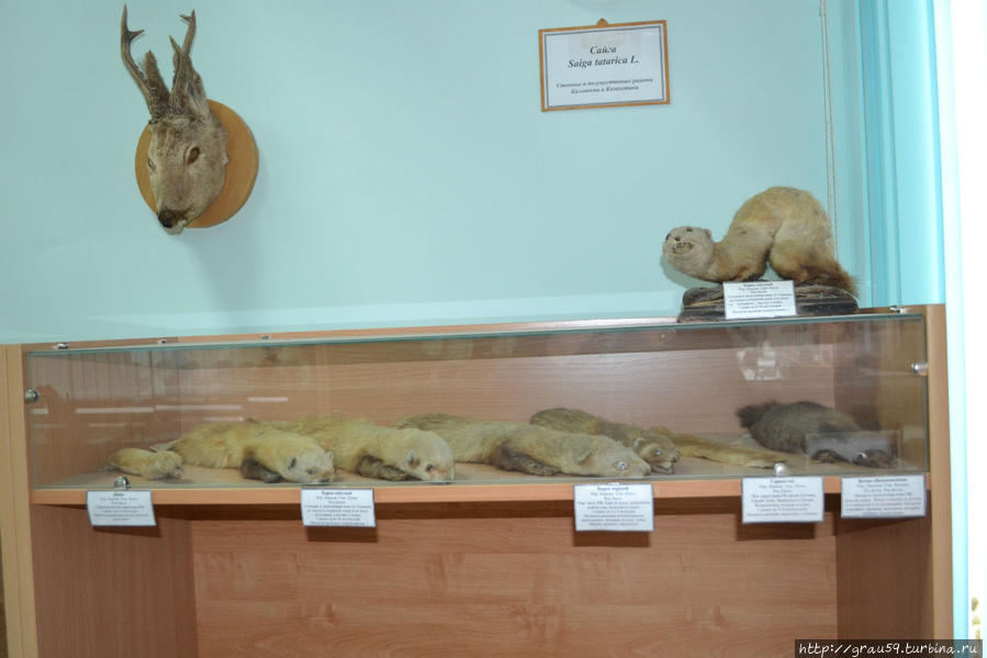 Зоологический музей Саратов, Россия