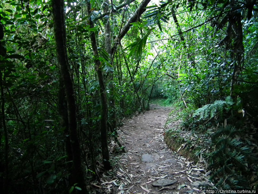 Тропинки, по которым мы медленно шли за гидом, задрав головы, и пытались высмотреть что то там в высоте листвы ... Ранумафана Национальный Парк, Мадагаскар