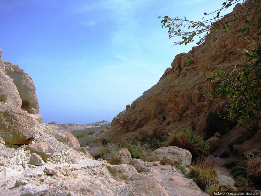 Где-то там, наверху гуляют горные козлы Мертвое море, Израиль