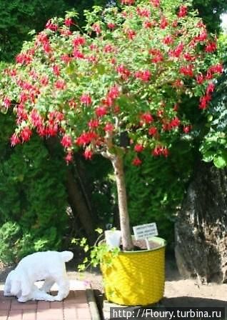 Этой древовидной фуксии больше сорока лет Шауляй, Литва