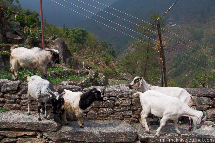 Домашние животные. Непал