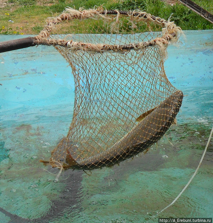 рыба локо в армении. Смотреть фото рыба локо в армении. Смотреть картинку рыба локо в армении. Картинка про рыба локо в армении. Фото рыба локо в армении рыба локо в армении. Смотреть фото рыба локо в армении. Смотреть картинку рыба локо в армении. Картинка про рыба локо в армении. Фото рыба локо в армении