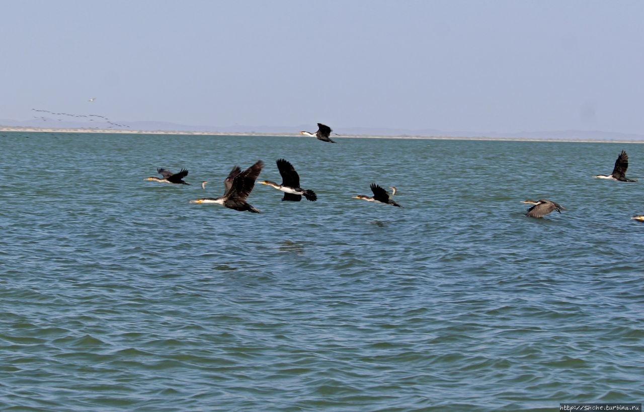 Озеро Туркана (Рудольф) озеро Туркана, Кения