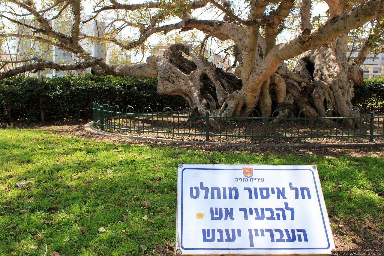 1000-летня Сикомора Нетания, Израиль