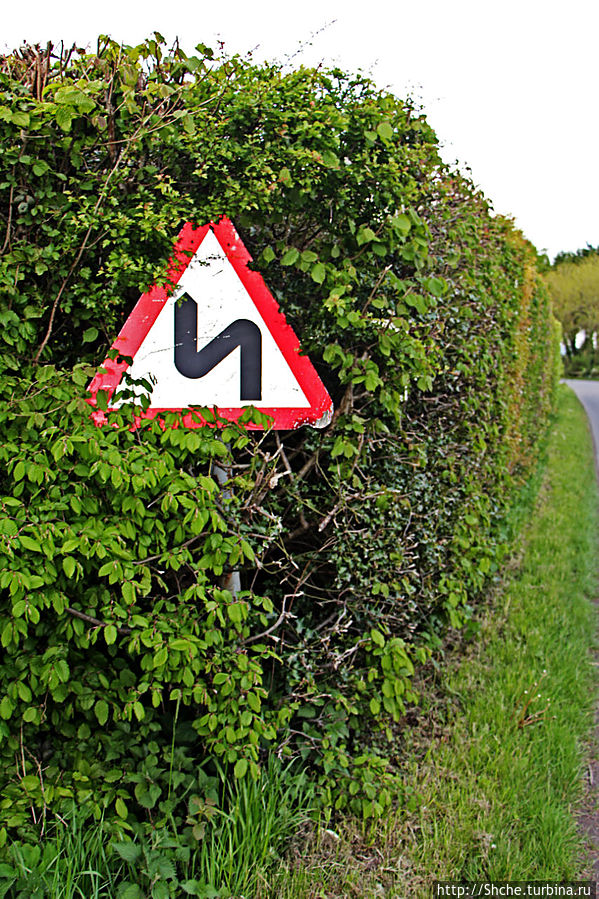 еще одна живая изгородь вдоль дороги