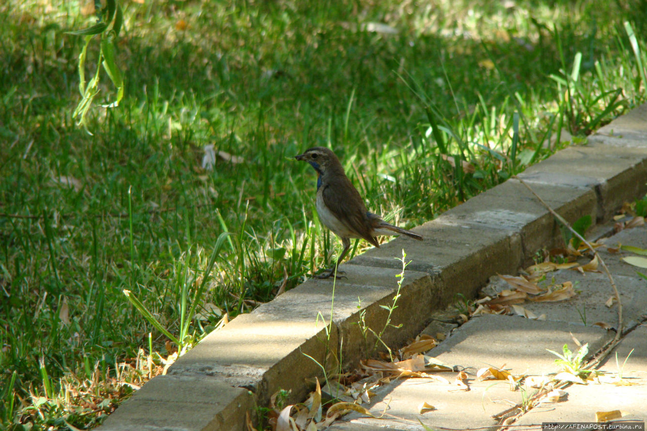 Незваная гостья Москва и Московская область, Россия