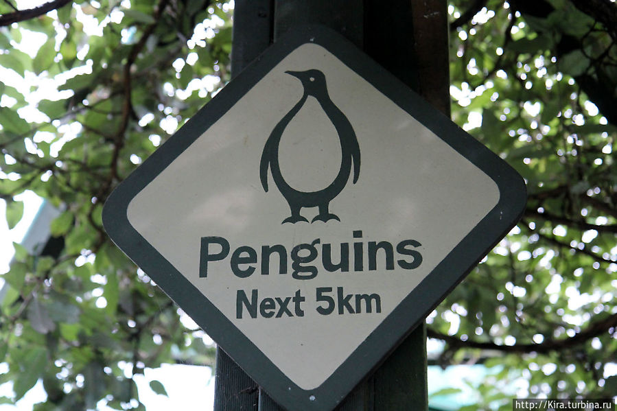 Otago Peninsula, Penguins Район Отаго, Новая Зеландия