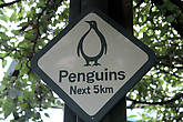 Otago Peninsula, Penguins