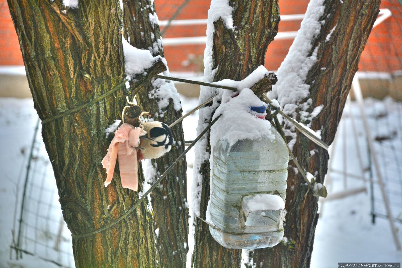 Зима. Пёстрый дятел Москва и Московская область, Россия