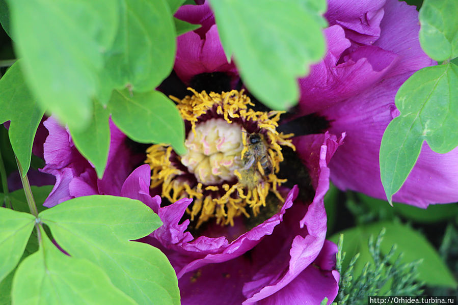 Цветочный мед в таблетках Харьковская область, Украина