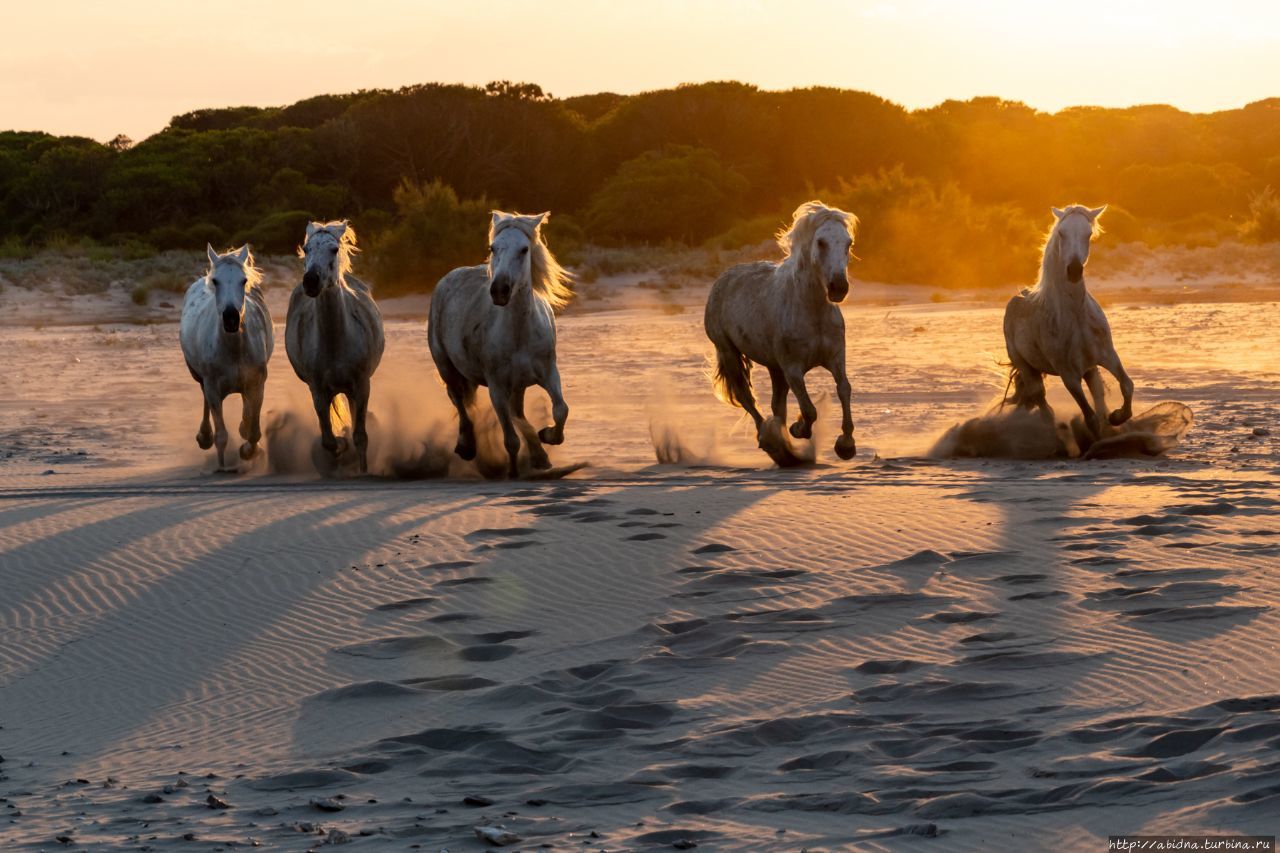 Закат и лошади. Лошади и закат... Камарг Дельта Роны Природный Парк, Франция
