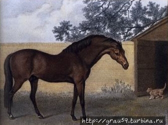 Легенда о родоначальнике английских скаковых лошадей